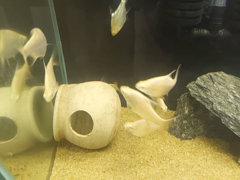 fishes for sale healthy and active 6