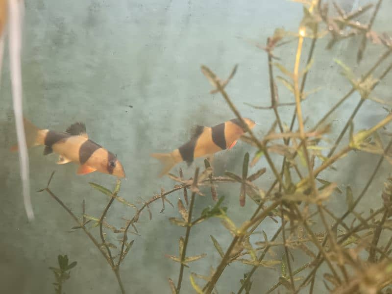 fishes for sale healthy and active 7