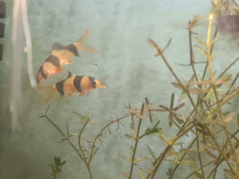 fishes for sale healthy and active 8