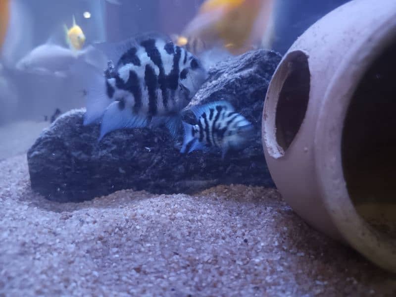 fishes for sale healthy and active 9