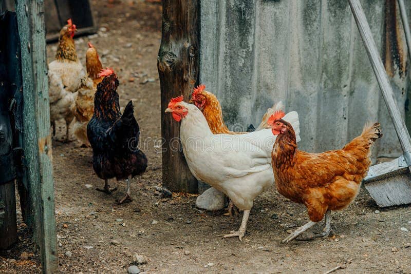eggs laying hen for sale 0