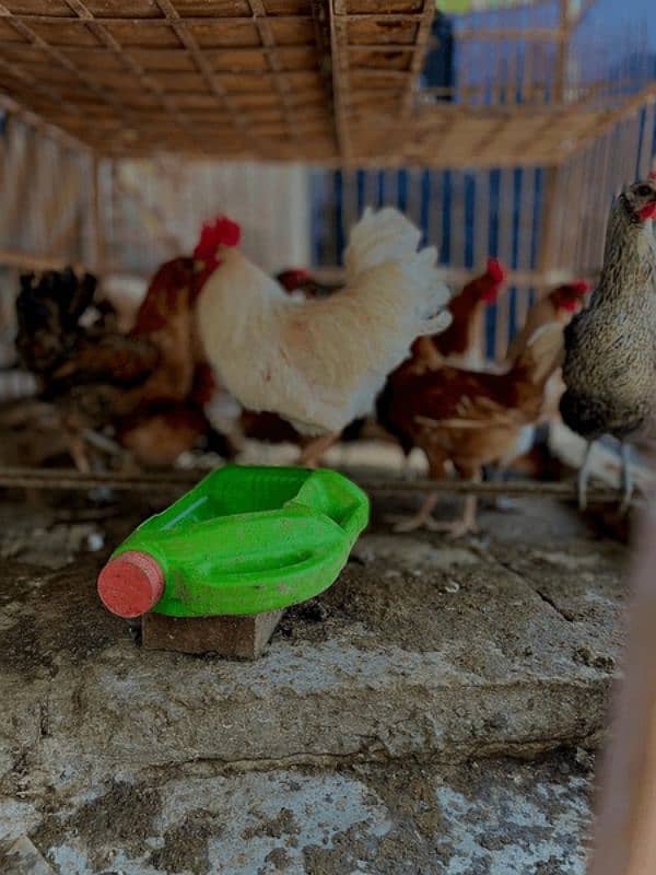 eggs laying hen for sale 1