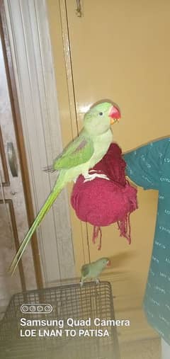 Zoye-