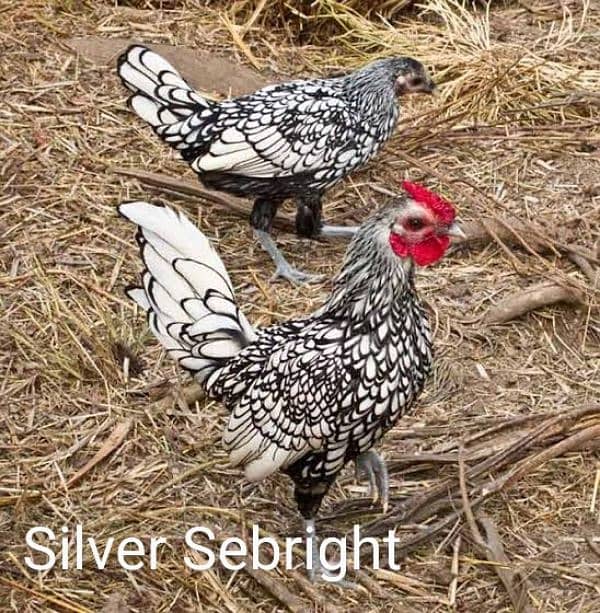 Fancy Hen Fertile Egg 4 sale Sebright buff Brahma bantam sussex Silkie 0