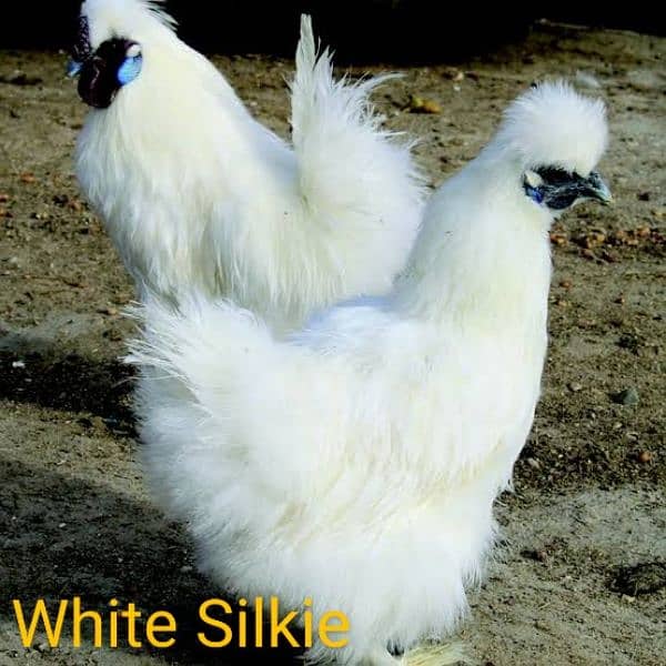 Fancy Hen Fertile Egg 4 sale Sebright buff Brahma bantam sussex Silkie 1