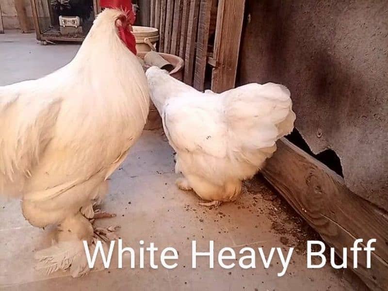 Fancy Hen Fertile Egg 4 sale Sebright buff Brahma bantam sussex Silkie 2