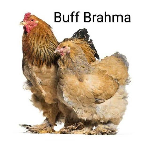 Fancy Hen Fertile Egg 4 sale Sebright buff Brahma bantam sussex Silkie 3