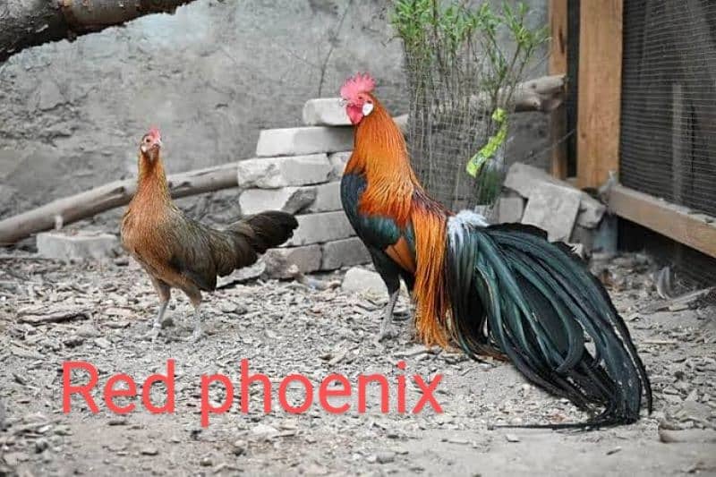 Fancy Hen Fertile Egg 4 sale Sebright buff Brahma bantam sussex Silkie 4