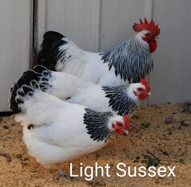 Fancy Hen Fertile Egg 4 sale Sebright buff Brahma bantam sussex Silkie 5