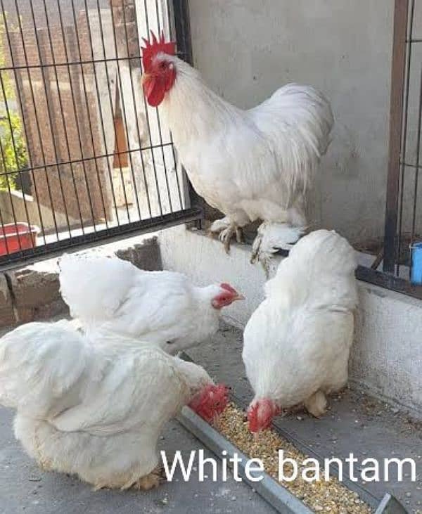 Fancy Hen Fertile Egg 4 sale Sebright buff Brahma bantam sussex Silkie 6
