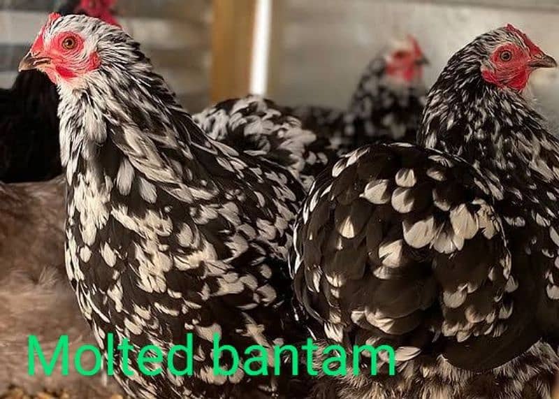 Fancy Hen Fertile Egg 4 sale Sebright buff Brahma bantam sussex Silkie 7