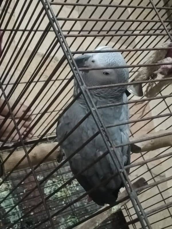 All birds pin feather self Available 03126945780 0