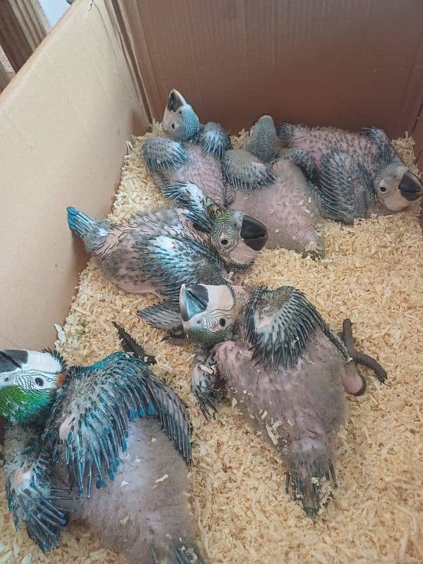 All birds pin feather self Available 03126945780 1