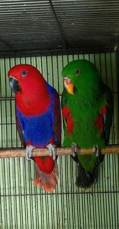 All birds pin feather self Available 03126945780 2