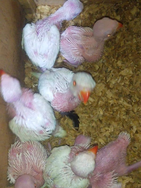 All birds pin feather self Available 03126945780 3