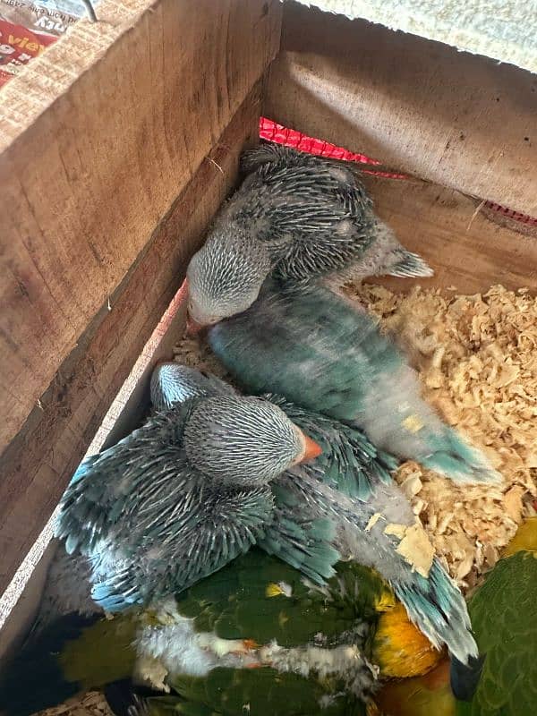 All birds pin feather self Available 03126945780 4