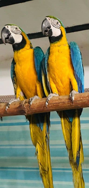 All birds pin feather self Available 03126945780 5