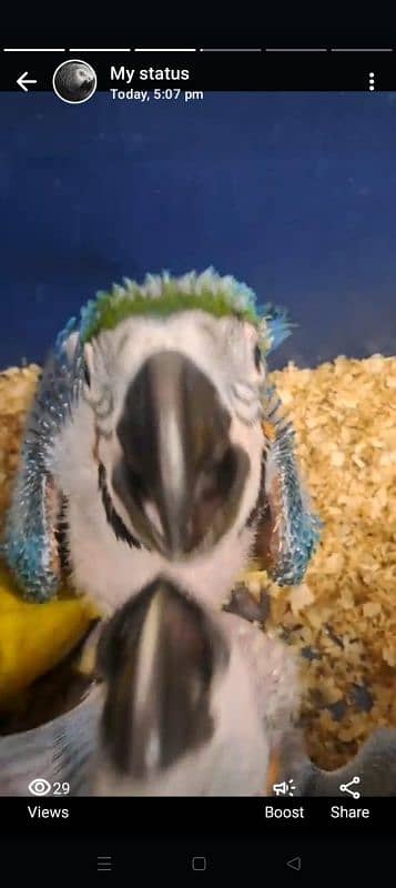 All birds pin feather self Available 03126945780 6