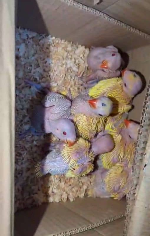 All birds pin feather self Available 03126945780 7