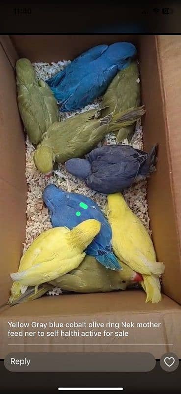 All birds pin feather self Available 03126945780 9
