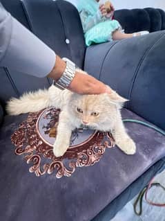 Male cat