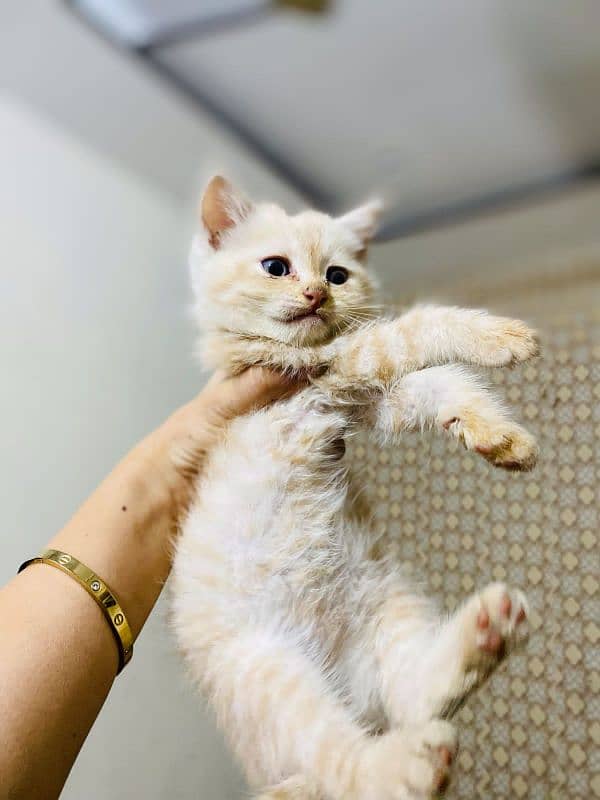 persian cat (age 1 month) 0