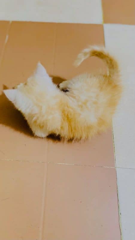 persian cat (age 1 month) 1