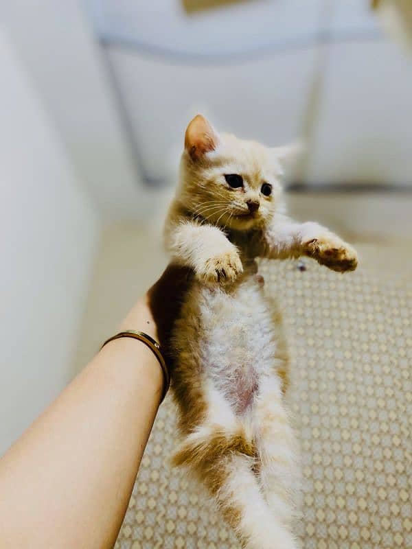 persian cat (age 1 month) 2