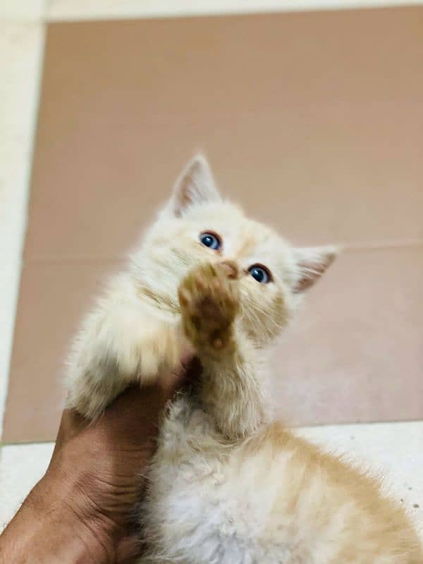 persian cat (age 1 month) 3
