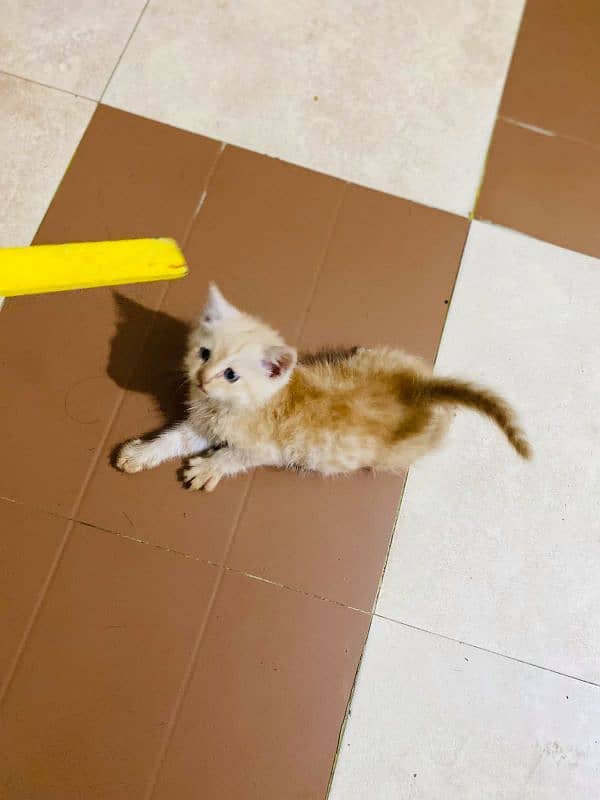 persian cat (age 1 month) 4