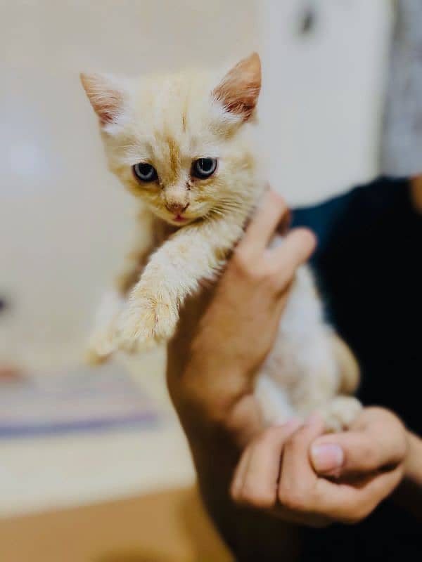 persian cat (age 1 month) 5