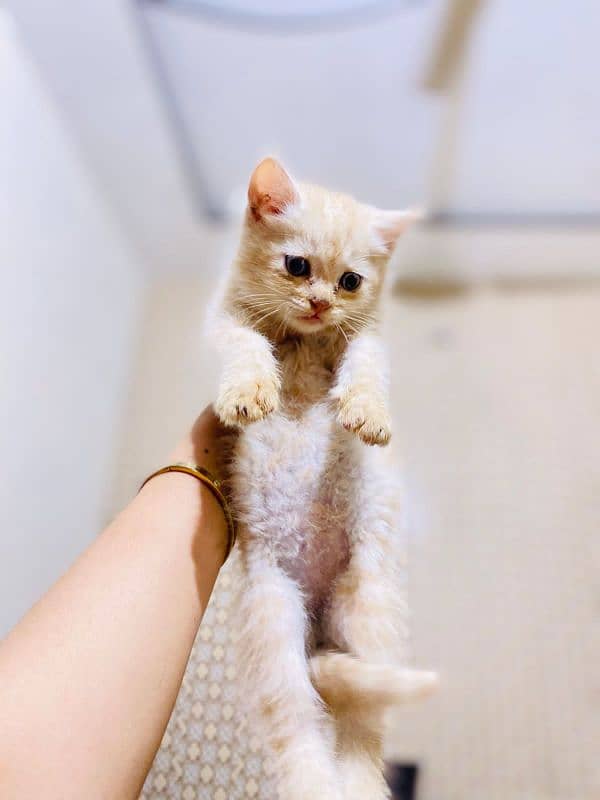 persian cat (age 1 month) 6