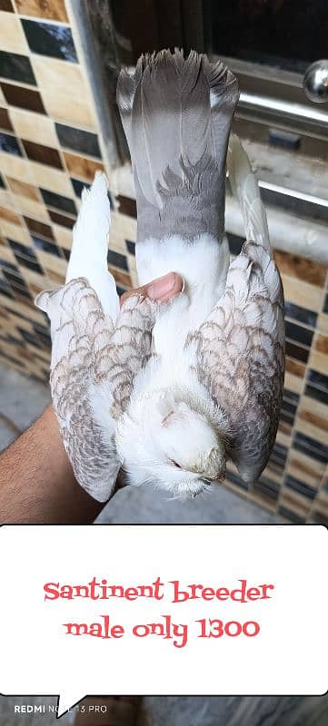 white ke or nele ke pair ne egg bhy lay kr diye(edited)  03237808505 0