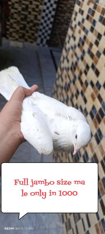 white ke or nele ke pair ne egg bhy lay kr diye(edited)  03237808505 1