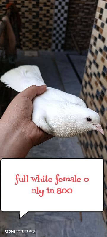white ke or nele ke pair ne egg bhy lay kr diye(edited)  03237808505 2