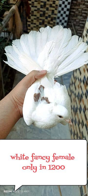 white ke or nele ke pair ne egg bhy lay kr diye(edited)  03237808505 4