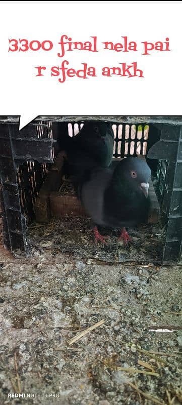 white ke or nele ke pair ne egg bhy lay kr diye(edited)  03237808505 8