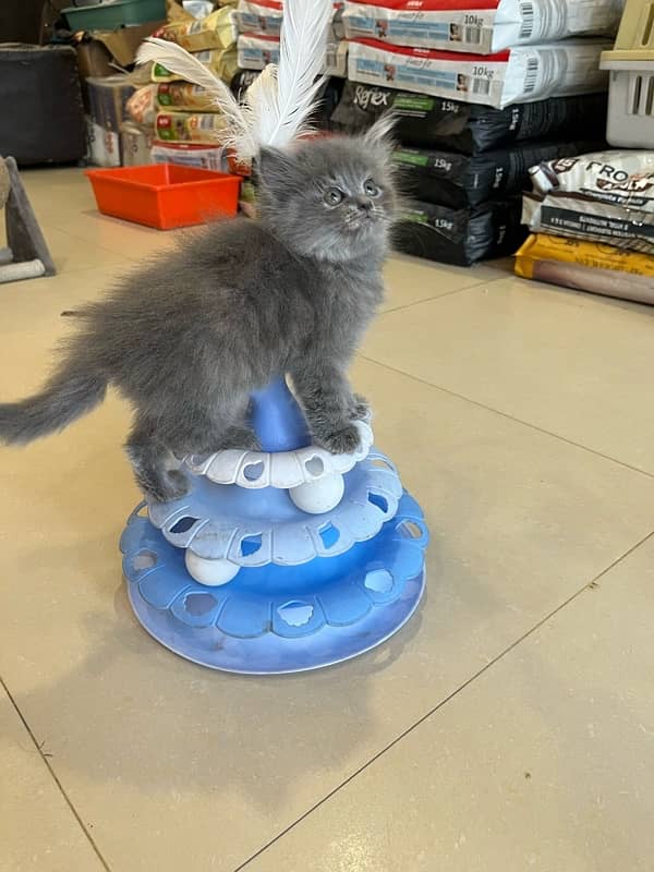 pure persian 0