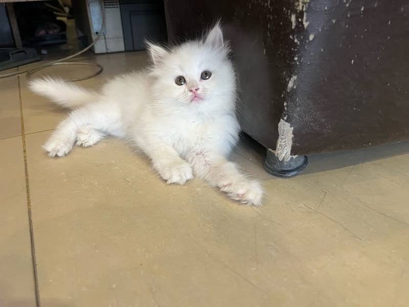 pure persian 1
