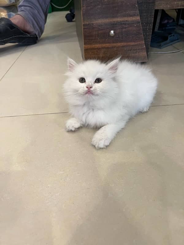pure persian 2