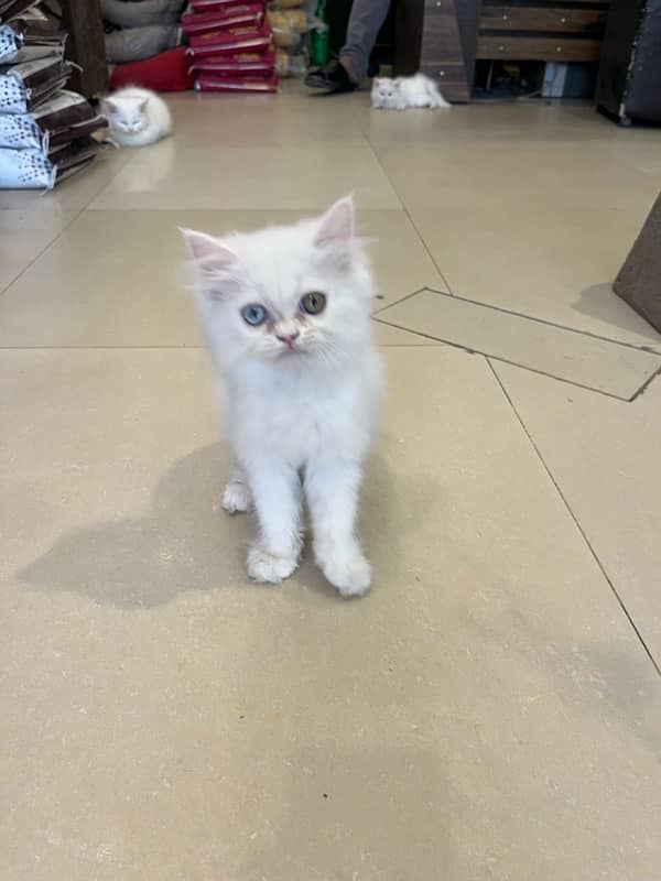 pure persian 4
