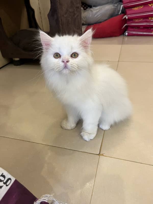 pure persian 5