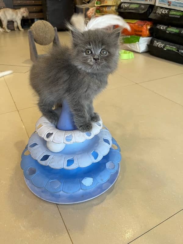 pure persian 6