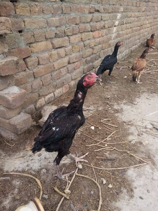 3 Aseel hens age 1.5 year age 4