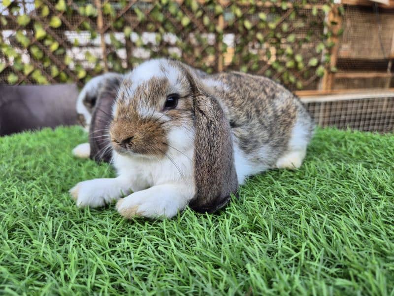 German Lops Bunnies Rabbits / bunnies / lop rabbits healthy and active 0