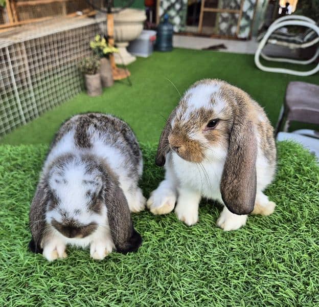 German Lops Bunnies Rabbits / bunnies / lop rabbits healthy and active 2
