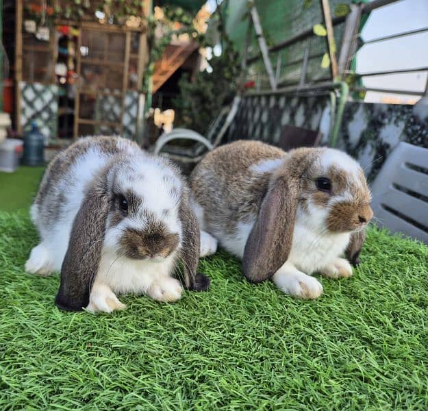 German Lops Bunnies Rabbits / bunnies / lop rabbits healthy and active 4