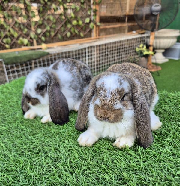 German Lops Bunnies Rabbits / bunnies / lop rabbits healthy and active 5