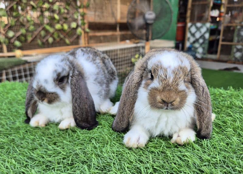 German Lops Bunnies Rabbits / bunnies / lop rabbits healthy and active 6