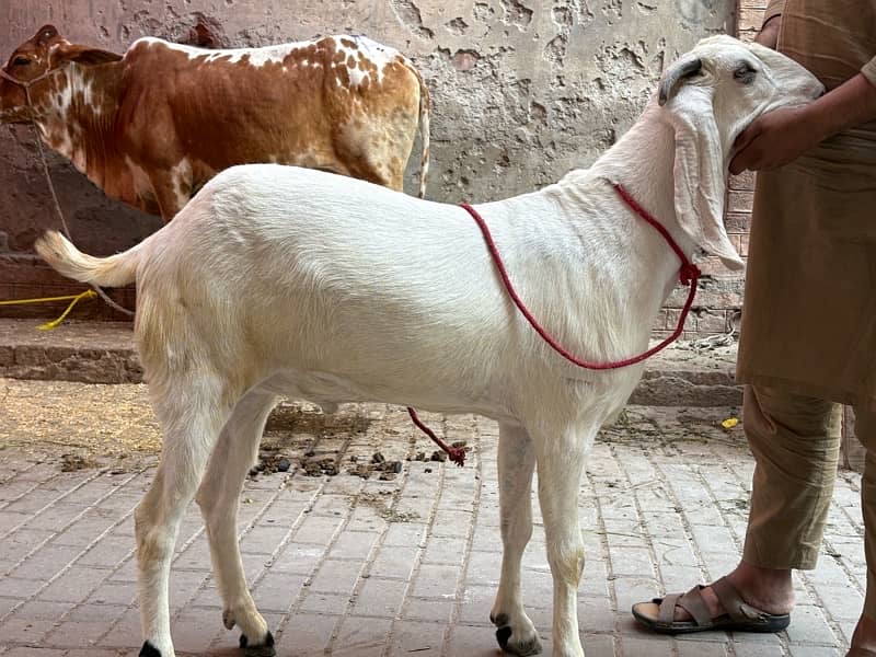 Masallah khubsurt or Heavy weight Bakra 0